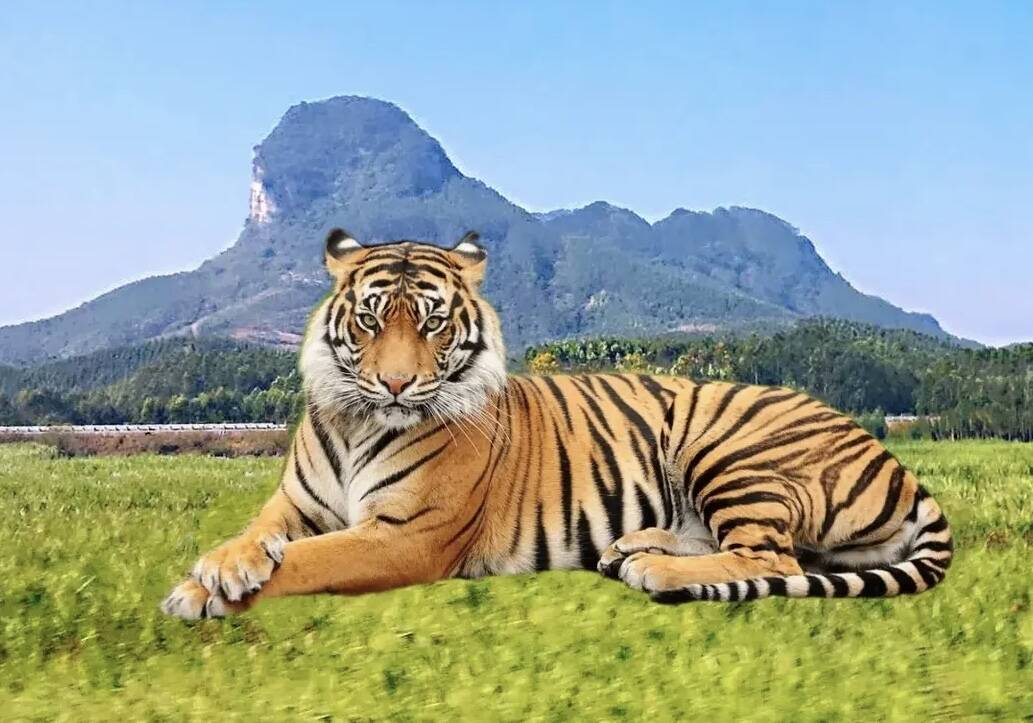 猛虎卧坪.png