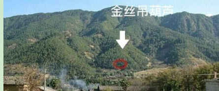 10、金丝吊葫芦^.png