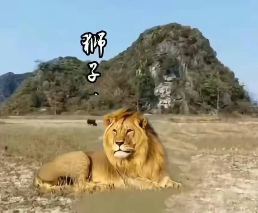 卧狮图.png